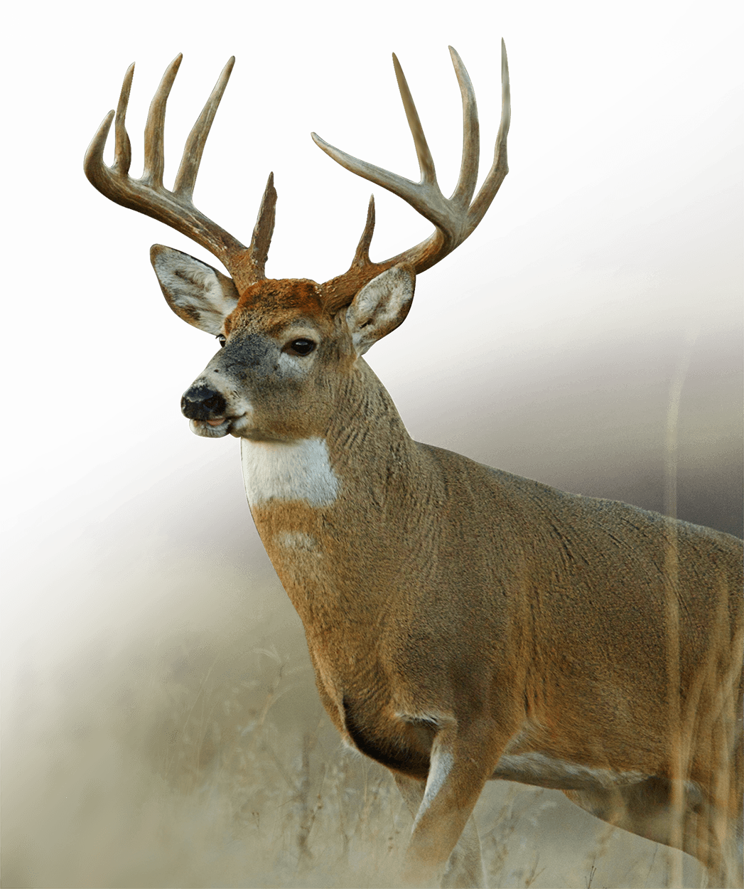 venado-springs-whitetail-hunting-texas-outfitter-venado-springs