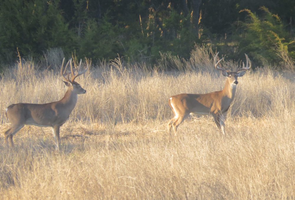 Venado-Springs-Exotics-Whitetail-Deer-Hunting-Hill-Country-Texas-185 ...